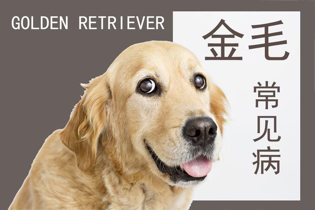 金毛犬的成长速度与发育阶段研究，几个月内金毛生长最快