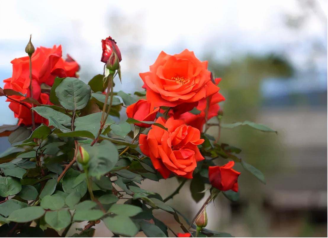 广东花缘鲜花有限公司，绽放的鲜花产业之光