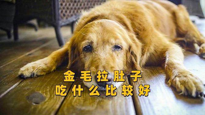 金毛犬一个月大拉稀怎么办？全面解析与应对建议